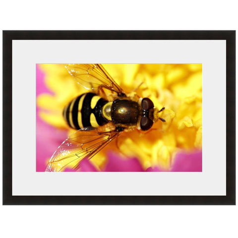 Image shown in Black Onyx frame with white mat