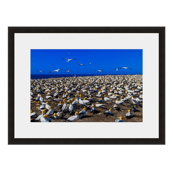 Image shown in Black Onyx frame with white mat