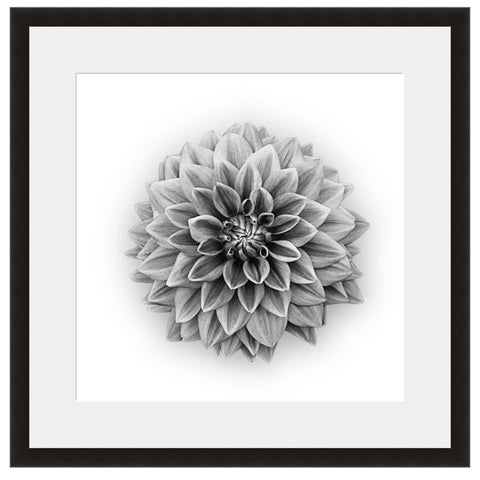 Dahlia  - Fine Art Photograph by Beth Forester  - Framed Wall Art