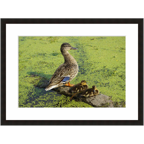 Image shown in Black Onyx frame with white mat