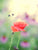 Unframed Image