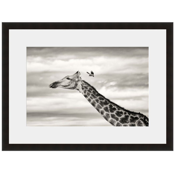 Image shown in Black Onyx frame with white mat