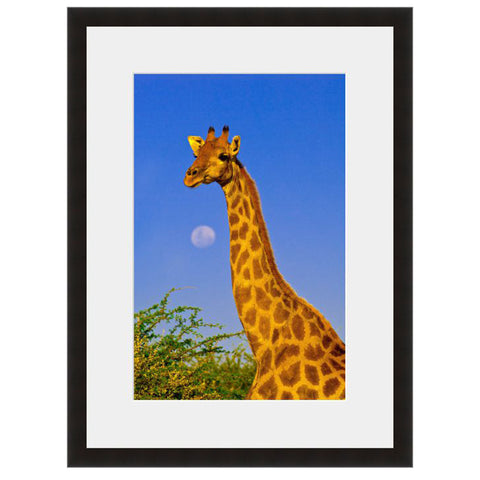 Image shown in Black Onyx frame with white mat