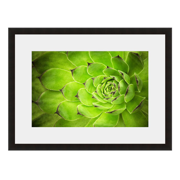 Succulent Green Cactus  - Fine Art Photograph by Beth Forester  - Framed Wall Art