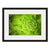 Succulent Green Cactus  - Fine Art Photograph by Beth Forester  - Framed Wall Art