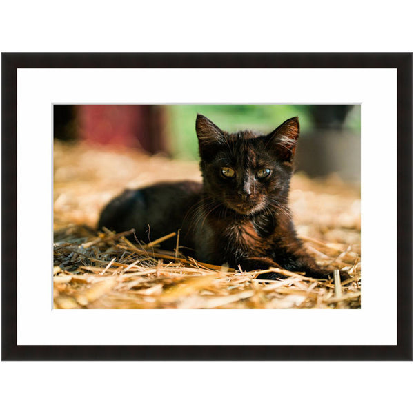 Image shown in Black Onyx frame with white mat