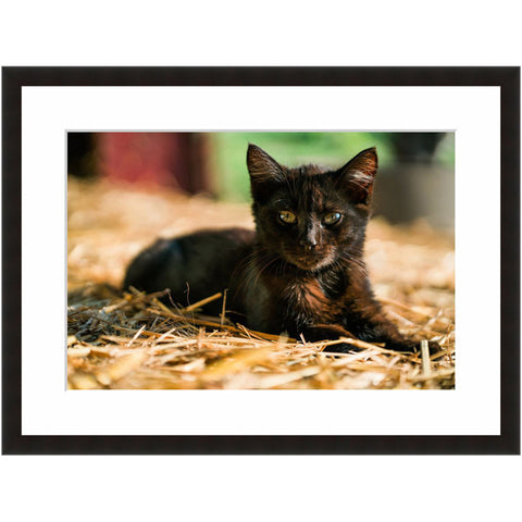 Image shown in Black Onyx frame with white mat