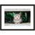 Image shown in Black Onyx frame with white mat