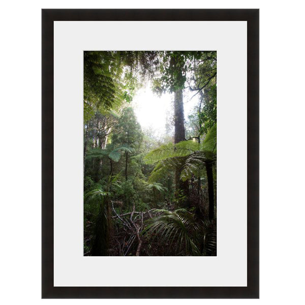 Light in the Woods  - Fine Art Photograph by Andy Katz  - Framed Wall Art