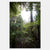 Light in the Woods  - Fine Art Photograph by Andy Katz  - Framed Wall Art