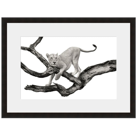 Image shown in Black Onyx frame with white mat