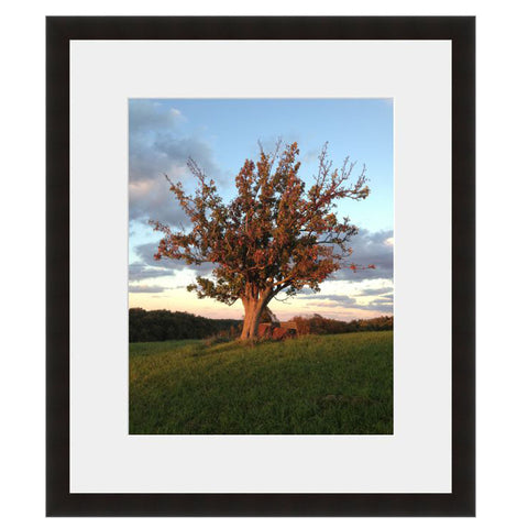 Image shown in Black Onyx frame with white mat