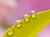 Unframed Image