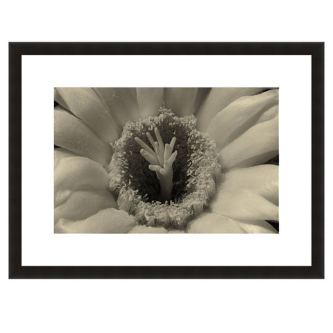 Image shown in Black Onyx frame with white mat