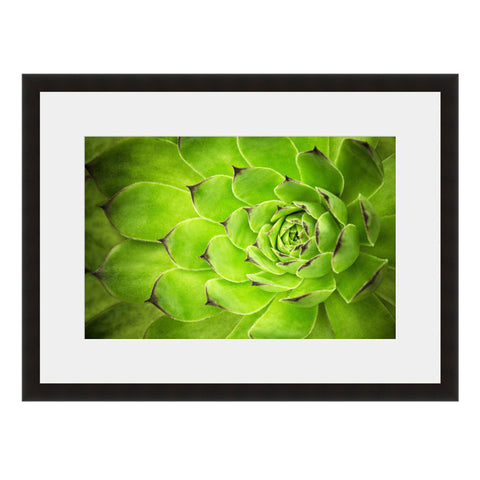 Succulent Green Cactus  - Fine Art Photograph by Beth Forester  - Framed Wall Art