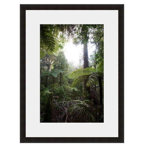Light in the Woods  - Fine Art Photograph by Andy Katz  - Framed Wall Art