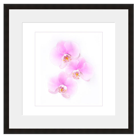 Orchid Trio  - Fine Art Photograph by Beth Forester  - Framed Wall Art