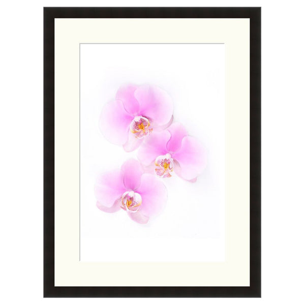 Orchids  - Fine Art Photograph by Beth Forester  - Framed Wall Art